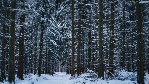 Forest Winter Trees Snow Wallpaper