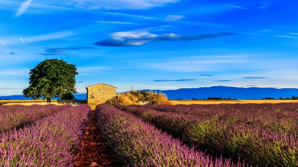 France Provence Field Grass Sky Wallpaper