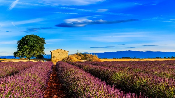 France Provence Field Grass Sky Wallpaper Wallpaper