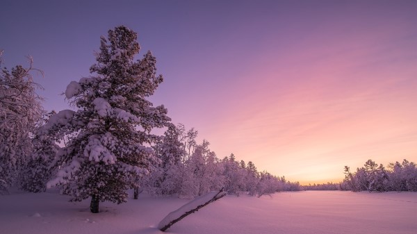 Frosty Sunrise Forest Wallpaper