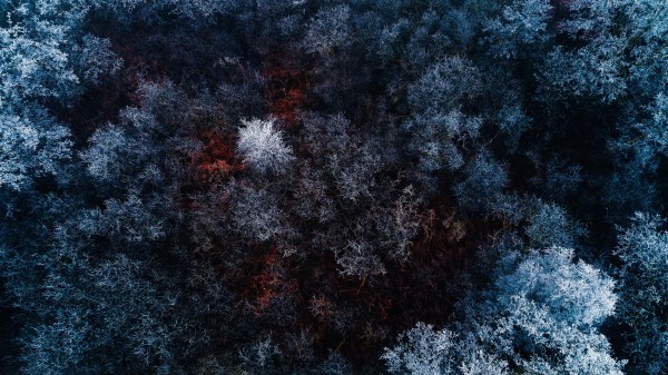 Frozen Forest Wallpaper