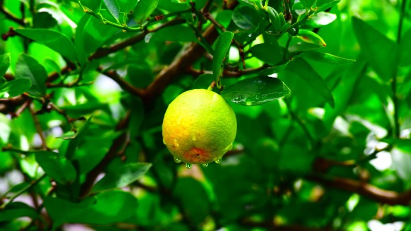 Fruit Wet Drops Wallpaper