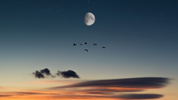 Full Moon Birds Desert Wallpaper