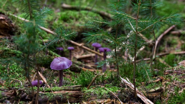 Fungi Plants Herbs Wallpaper Wallpaper