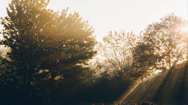 Garden Trees Sunlight Wallpaper