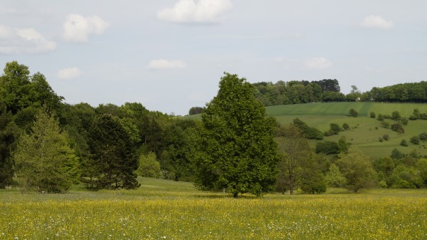 Germany Forest Grass Wallpaper