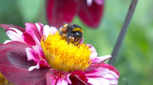 Gerogina Bee Pollination Wallpaper Wallpaper
