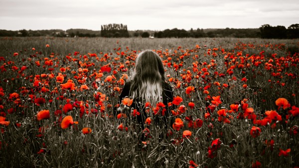 Girl Field Poppies Flowers Wallpaper Wallpaper