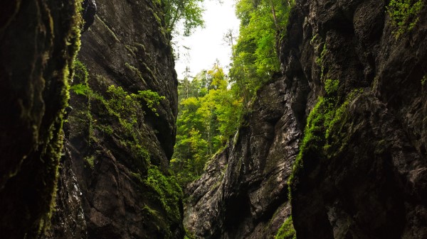 Gorge Rocks Trees Wallpaper