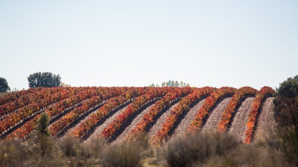 Grape Vine Field Landscape Wallpaper