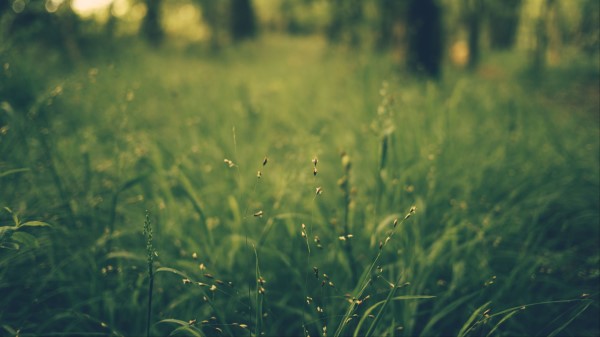 Grass Blur Field wallpaper