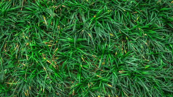 Grass Closeup Green Wallpaper