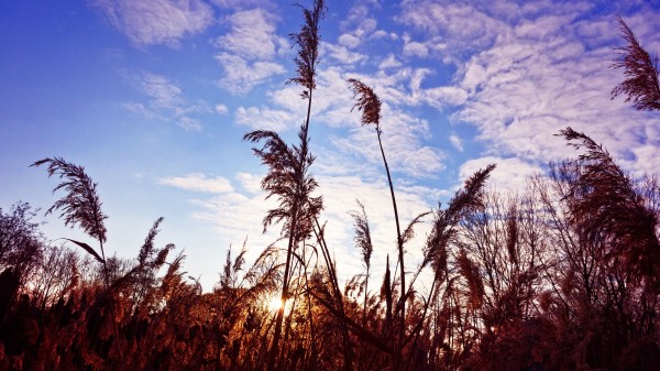 Grass Clouds Stems Wallpaper