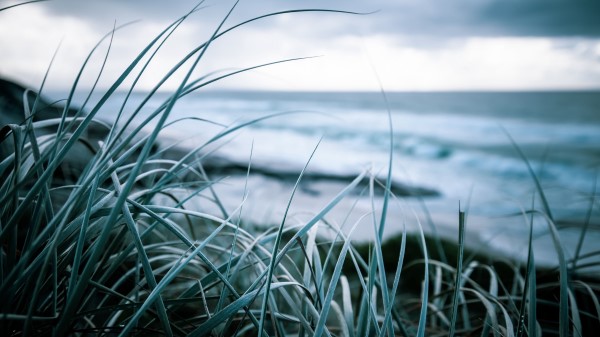 Grass Coast Sea Wallpaper