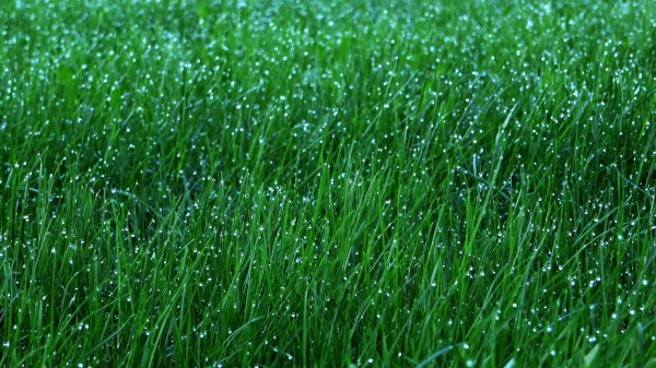 Grass Dew Drops Wallpaper