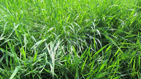 Grass Dew Natur Wallpaper