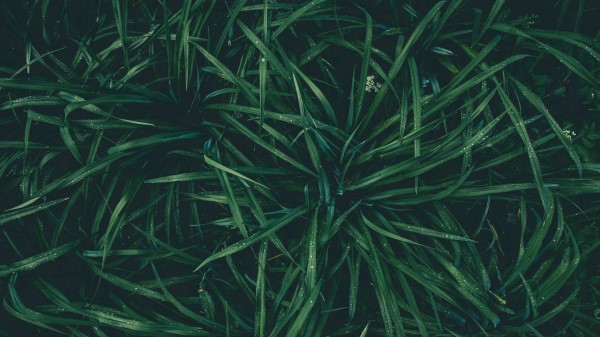 Grass Drops Dew Wallpaper