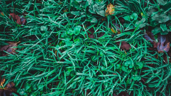 Grass Drops Leaves Green Wallpaper
