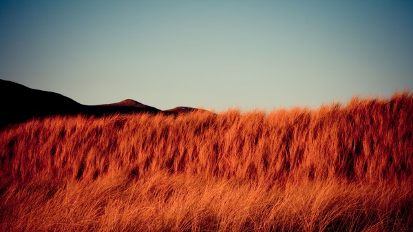 Grass Dry Hills Wallpaper