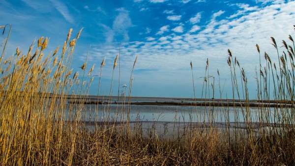 Grass Dry Sky Wallpaper