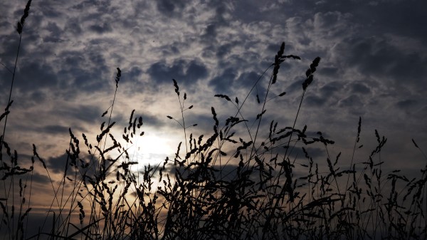 Grass Ears Dark Wallpaper