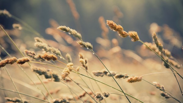 Grass Ears Drops Wallpaper