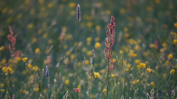 Grass Field Plants Wallpaper