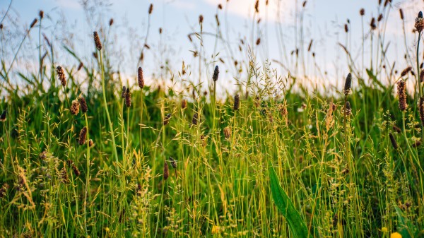 Grass Field Summer Wallpaper