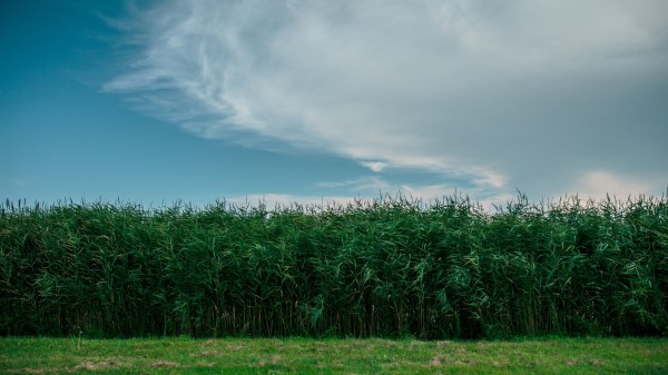 Grass Field Summer Sky Green Wallpaper