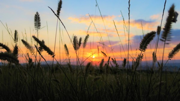 Grass Field Sunset Wallpaper