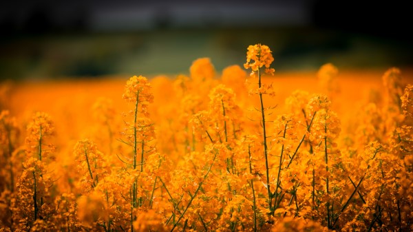 Grass Flowers Field Wallpaper Wallpaper