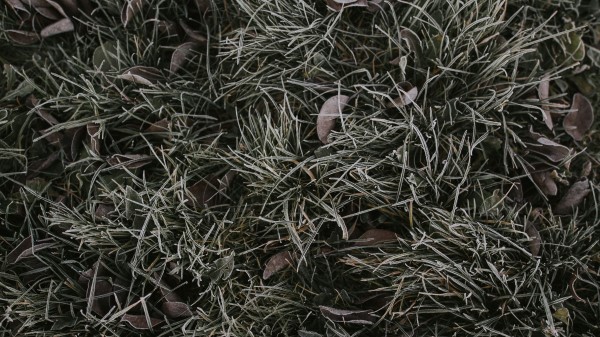 Grass Foliage Hoarfrost Wallpaper