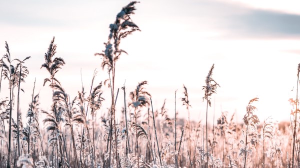 Grass Frost Snow Wallpaper