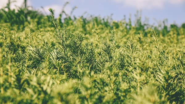 Grass Green Plant Image Wallpaper
