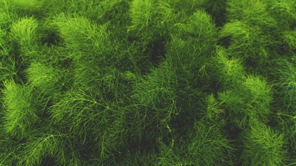 Grass Green Plant Wallpaper