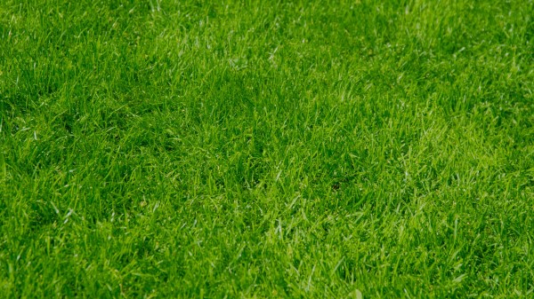 Grass Green Summer Wallpaper
