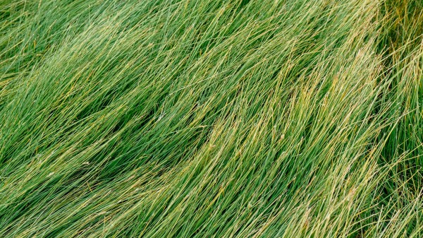 Grass Green Wind Wallpaper
