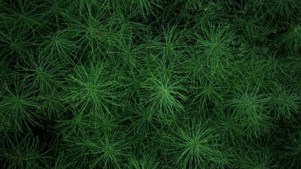 Grass Greens Plant Wallpaper