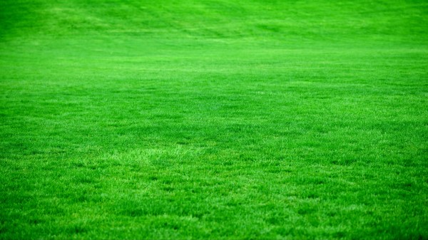 Grass Lawn Green Wallpaper