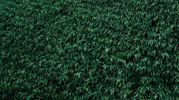 Grass Lawn Plants Wallpaper