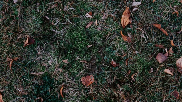 Grass Leaves Autumn Image Wallpaper