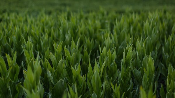 Grass Leaves Plants Wallpaper