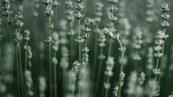 Grass Macro Plant Wallpaper