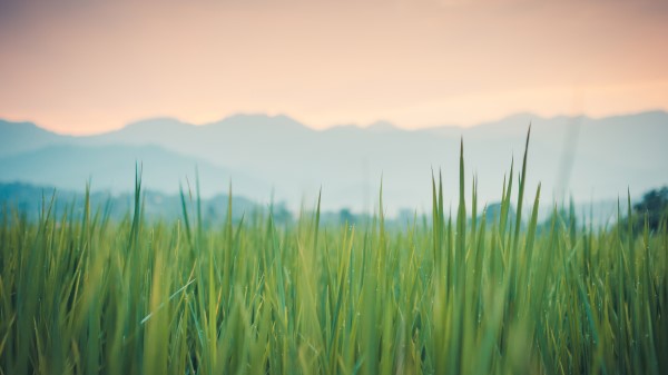 Grass New Wallpaper