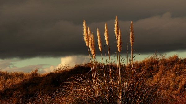 Grass Panicles Dry Wallpaper