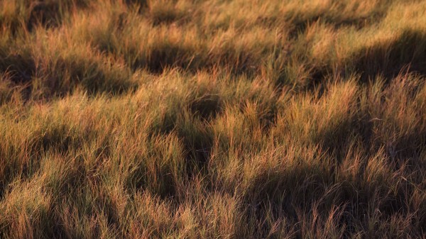Grass Plant Field Image Wallpaper