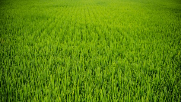 Grass Plant Field Wallpaper