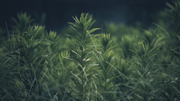 Grass Plant Green Wallpaper