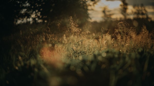 Grass Plants Blur Wallpaper
