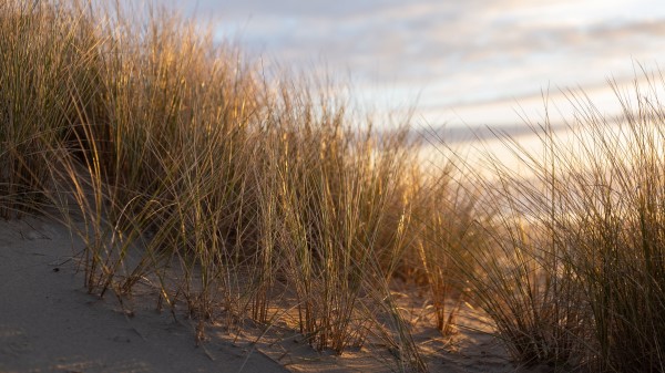 Grass Sand Sun Rays Wallpaper